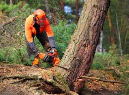 Best Emergency Tree Removal  in Islip Terrace, NY