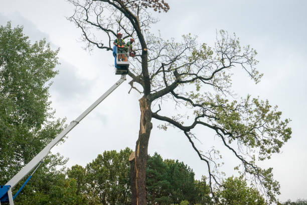 Islip Terrace, NY Tree Removal Company