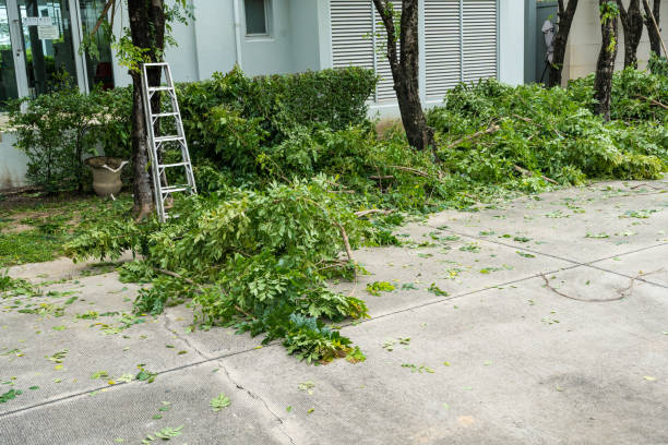 Best Tree Disease Treatment  in Islip Terrace, NY