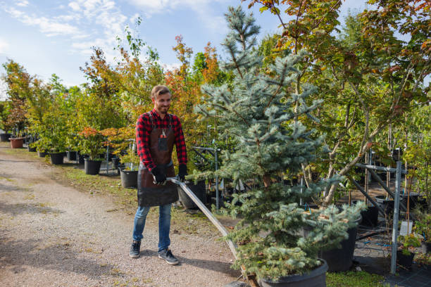Best Root Management and Removal  in Islip Terrace, NY